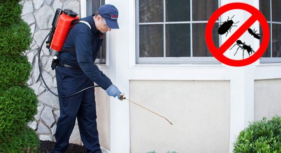 Kaynaşlı Hamam Böceği İlaçlama böcek ilaçlama ve haşere kontrolü — ilaclama-tr.com